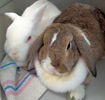 Photo of Forever in Our Care: Harvey
