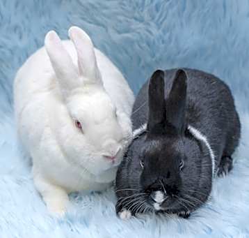 Photo of Huey & Chanel