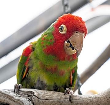 Photo of Adrian