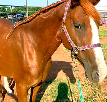 Photo of Ginger