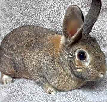 Photo of Forever in Our Care: Hershey