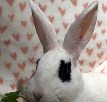 Photo of Dottie