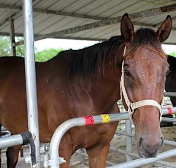 Photo of Hercules