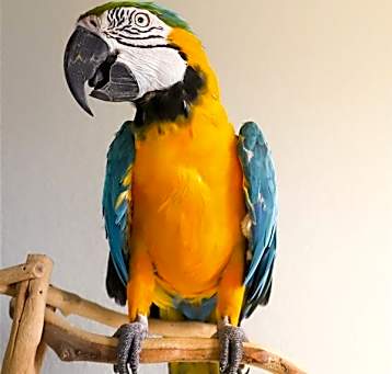 Photo of Bob