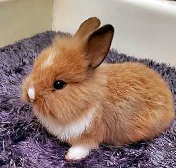 Photo of Sweet Pea