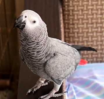 Photo of Sire
