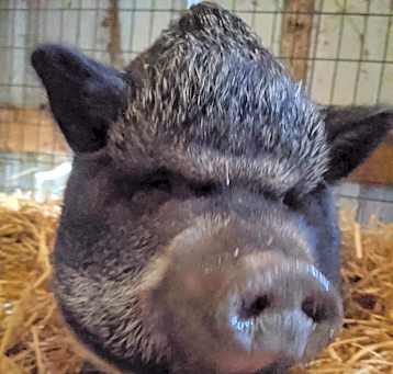 Photo of Penelope Pigglesworth