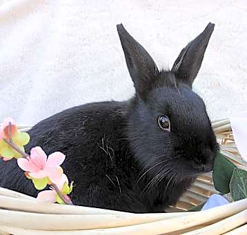 Photo of Coal