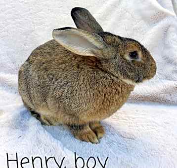 Photo of Henry