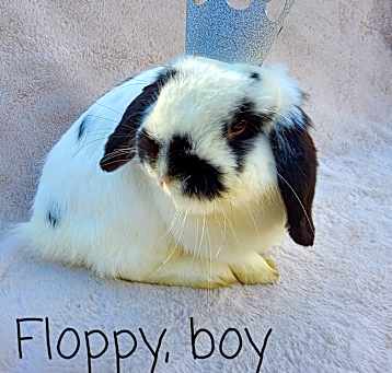 Photo of Floppy