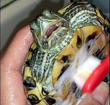 Photo of red slider turtle