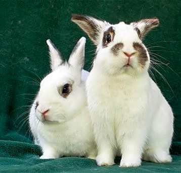 Photo of Tewkesbury & Tootsie