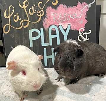 Photo of Creme