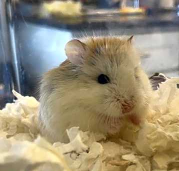 Photo of Chewy