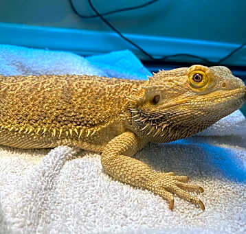 Photo of Mr Big