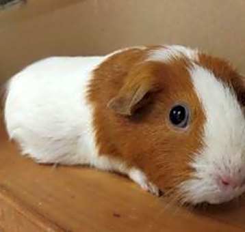 Photo of Bugsy