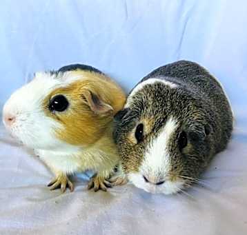Photo of SasGirl( Bonded to Sumna)