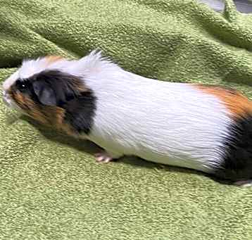 Photo of Bailey
