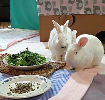 Photo of Blossom &Sweatpea