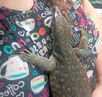 Photo of Lizard Of Oz