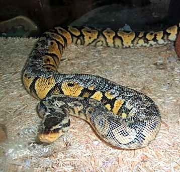 Photo of Ball Pythons (4)
