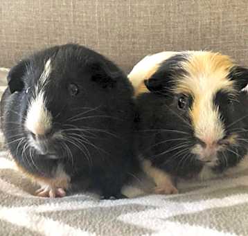 Photo of Lil Red & Buster