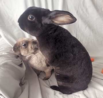 Photo of Pickles & Jasper