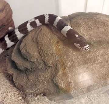 Photo of Bandit