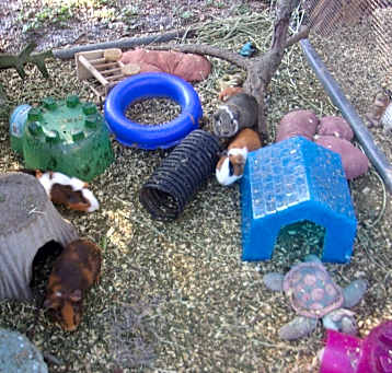 Photo of Guinea Pigs (4M & 2F)