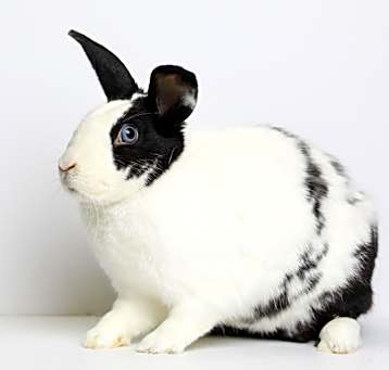 Photo of Moo Moo