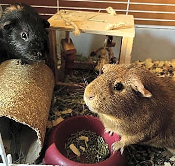 Photo of Pumpkin & Spice GUINEA PIGS