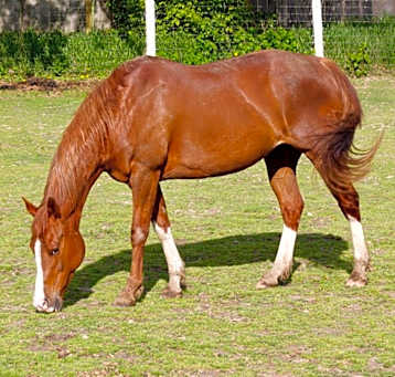 Photo of Pippi Longstocking