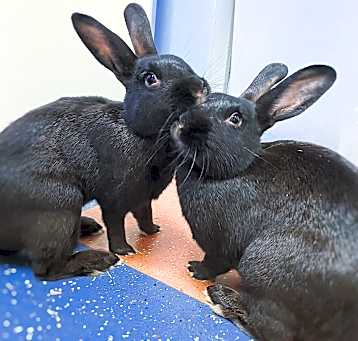 Photo of Jelly & Bean