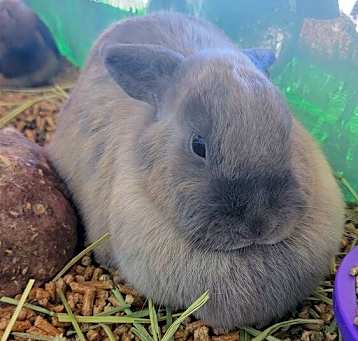 Photo of Bunnies