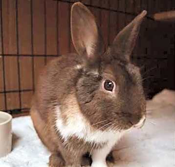 Photo of Bixby