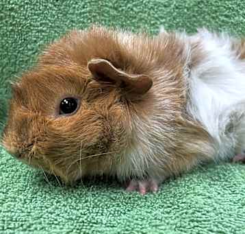 Photo of Sashe
