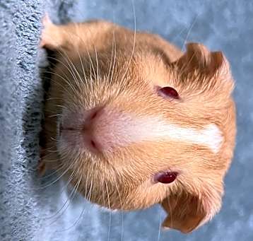 Photo of Gazey