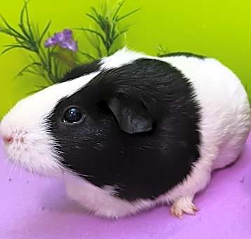 Photo of Bunn (fostered in Omaha)