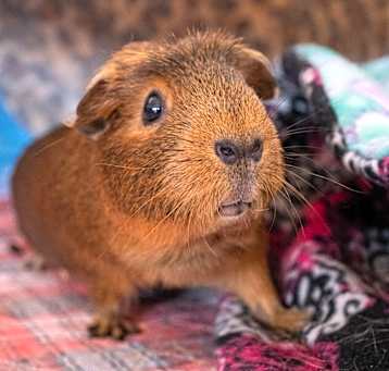 Photo of Ginger (fostered in Omaha)