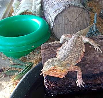 Photo of Bearded Dragons-4