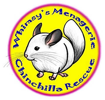 Photo of chinchillas