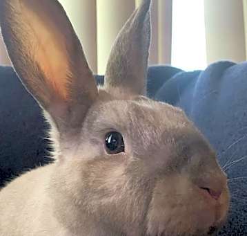 Photo of Minx