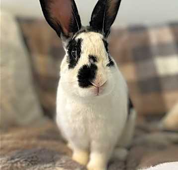 Photo of Brodie