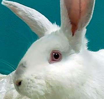 Photo of Rose (Bonded to Peppermint & Thistle)