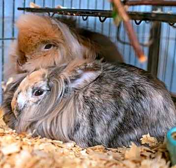 Photo of Flopsy & Mopsy