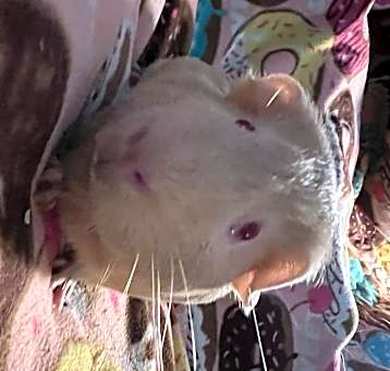 Photo of Towe