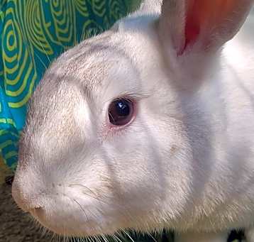 Photo of Jasmine (Bonded to Calla)