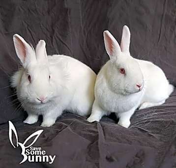 Photo of Pebbles (and BamBam)
