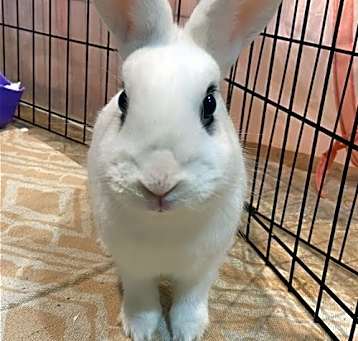 Photo of Luna's Comet Rabbit KIT