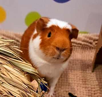 Photo of Caspian
